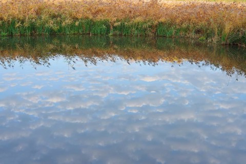 Clouds reflected in a pond with reeds (Phragmites australis, Phragmites communis) in autumn, North