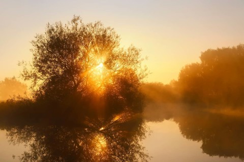 Silver willow (Salix alba) in the morning mist on the river Lippe at sunrise, North