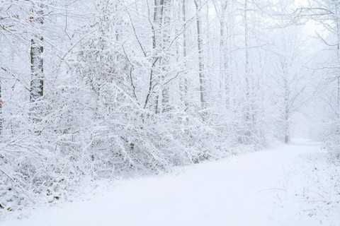 Snowy trail through deciduous forest in winter, North Rhine-Westphalia, Germany