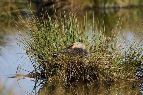 Greylag goose (Anser anser) sitting brooding on the nest, North Rhine-Westphalia, Germany