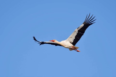 White stork (Ciconia ciconia), flying, Algarve, Portugal
