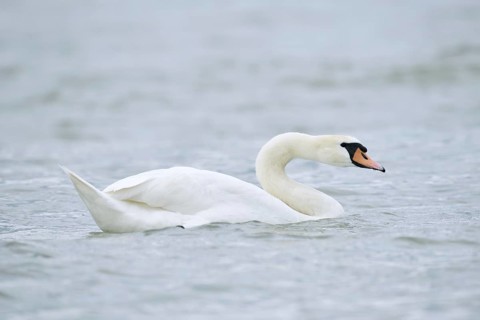 Mute swan (Cygnus olor), Alsace, France