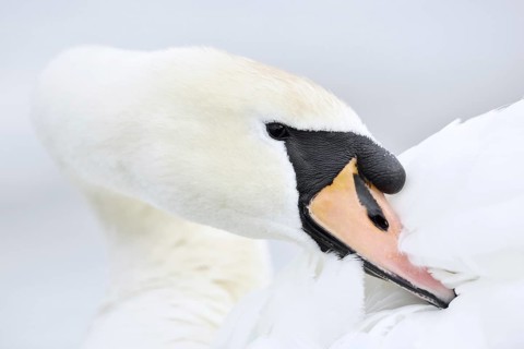 Mute swan (Cygnus olor) grooming its feathers, Alsace, France