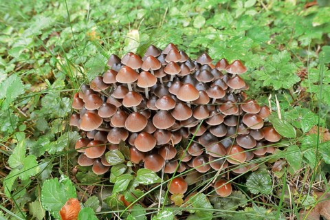 Rogers Mushroom (Britzelmayria multipedata, Psathyrella multipedata), North Rhine-Westphalia,