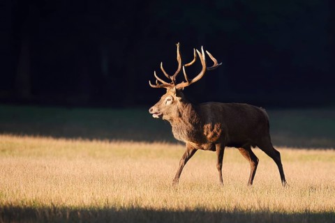 Red deer (Cervus elaphus), roaring in the rutting season, Arnsberg Forest, North Rhine-Westphalia,