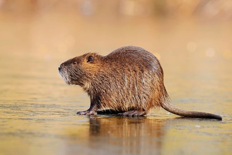 Nutria or swamp beaver (Myocastor coypus) on the ice surface of a lake in winter, neozoa in