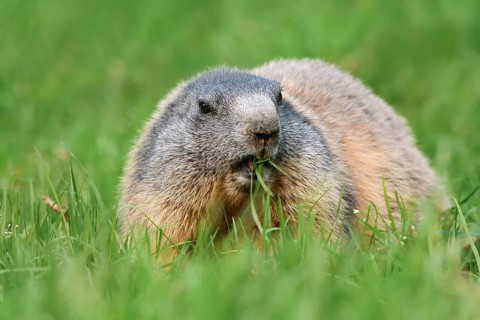 Alpine marmot (Marmota marmota), eating grass, Berchtesgaden National Park, Bavaria, Germany