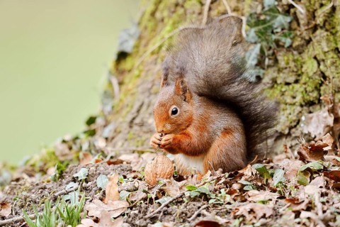 Eurasian squirrel (Sciurus vulgaris) eating a walnut, North Rhine-Westphalia, Germany