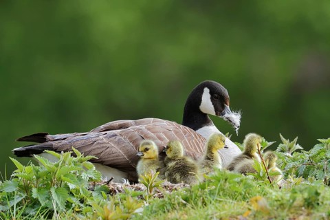 Canada goose (Branta canadensis) breeding with chicks on the nest, North Rhine-Westphalia, Germany