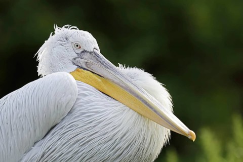 Dalmatian Pelican (Pelecanus crispus), portrait, Lake Kerkini, Central Macedonia, Greece