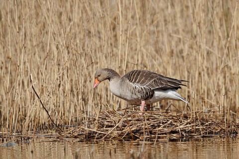 Greylag goose (Anser anser) on the nest in the reeds, North Rhine-Westphalia, Germany