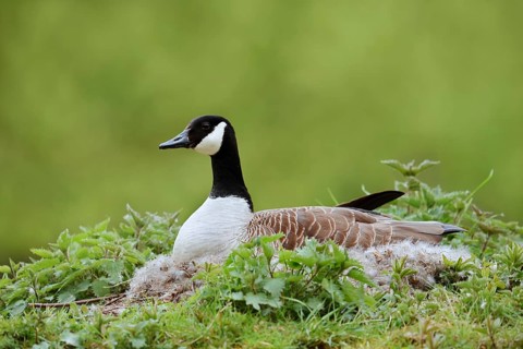 Canada goose (Branta canadensis) sitting brooding on the nest, North Rhine-Westphalia, Germany