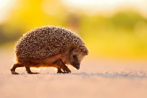 Brown-breasted hedgehog or Western European hedgehog (Erinaceus europaeus), North Rhine-Westphalia,