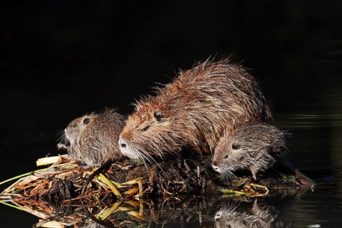 Nutria or swamp beaver (Myocastor coypus), female with young, North Rhine-Westphalia, Germany,