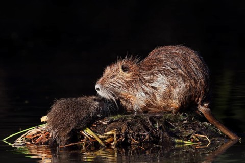 Nutria or swamp beaver (Myocastor coypus), female with young, North Rhine-Westphalia, Germany,
