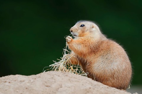 Black-tailed prairie dog (Cynomys ludovicianus) with dry grass at the burrow, North America