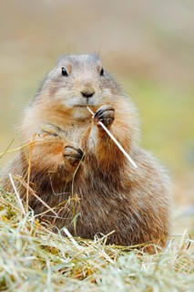 Black-tailed prairie dog (Cynomys ludovicianus) eats blades of grass, North America