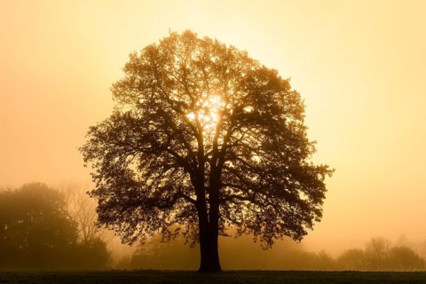 English oak (Quercus robur, Quercus pedunculata) in the morning mist at sunrise, North