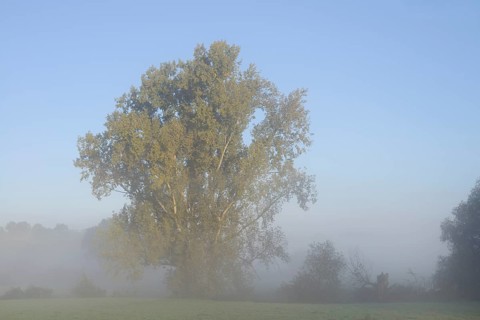 Bastard black poplar or Canada poplar (Populus ×canadensis, Populus ×euramericana) in the morning