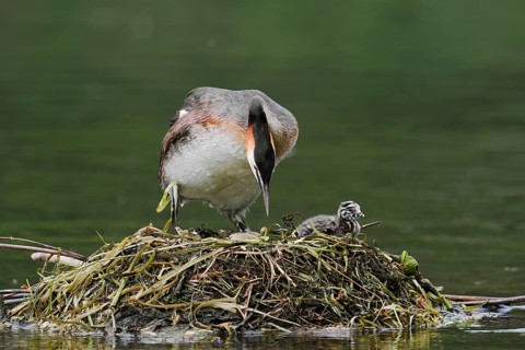Great Crested Grebe (Podiceps scalloped ribbonfish) with chicks on the nest, North