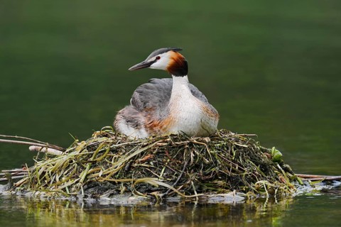 Great Crested Grebe (Podiceps Scalloped ribbonfish) sitting on its nest, North Rhine-Westphalia,