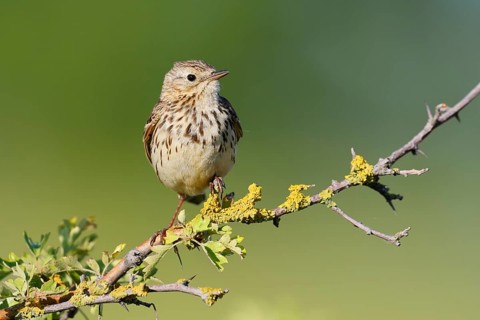 Meadow Pipit (Anthus pratensis), Schleswig-Holstein, Germany