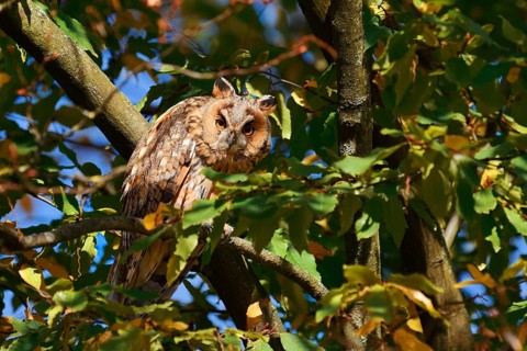 Long-eared owl (Asio otus) sitting in a tree, North Rhine-Westphalia, Germany