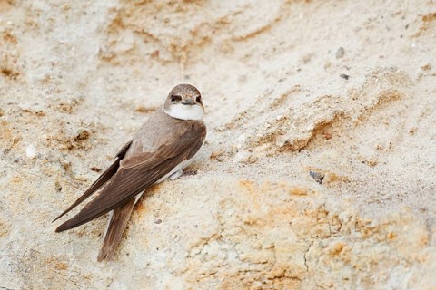 Sand martin (Riparia riparia) sitting on the breeding wall, Schleswig-Holstein, Germany