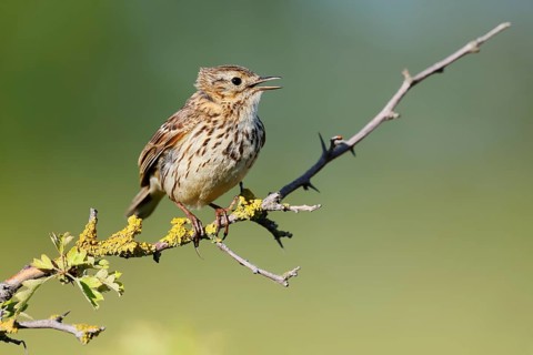 Meadow pipit (Anthus pratensis) sits singing on a branch, Schleswig-Holstein, Germany