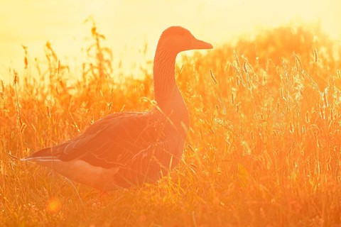 Greylag goose (Anser anser) standing against the light in a meadow at sunrise, North
