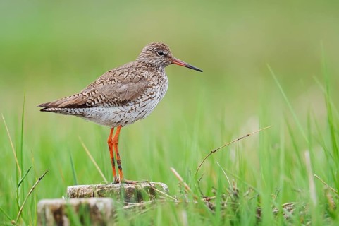 Redshank (Tringa totanus), Schleswig-Holstein, Germany