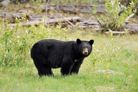 American Black Bear (Ursus americanus), Jasper National Park, Alberta, Canada