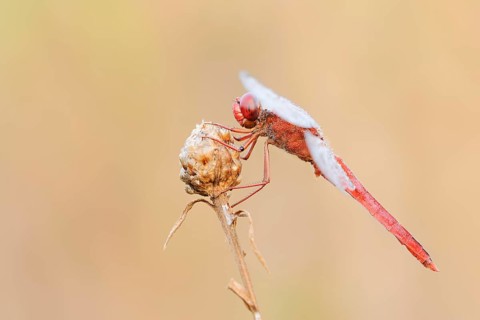 Scarlet Dragonfly (Crocothemis erythraea), male with dewdrops, North Rhine-Westphalia, Germany