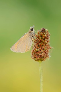 Small Skipper or Small Skipper butterfly (Thymelicus sylvestris) with dewdrops, North