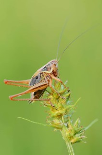 Roesel's bush-cricket (Roeseliana roeselii, Metrioptera roeselii), male, North Rhine-Westphalia,