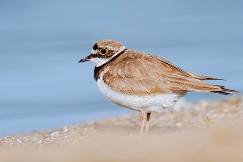 Little Ringed Plover (Charadrius dubius), North Rhine-Westphalia, Germany