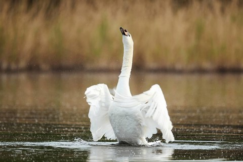 Mute swan (Cygnus olor), flapping wings, North Rhine-Westphalia, Germany