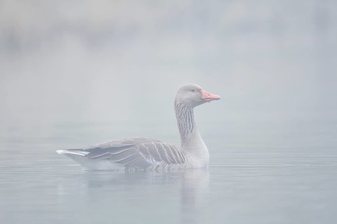 Greylag goose (Anser anser), swimming in the morning mist on a pond, North Rhine-Westphalia,