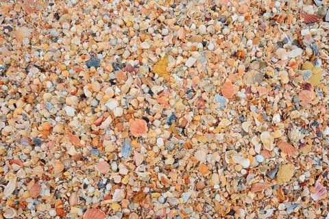 Different mussel shells on the beach, Algarve, Portugal