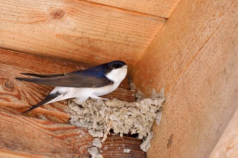 House martin (Delichon urbicum) building a nest, Schleswig-Holstein, Germany