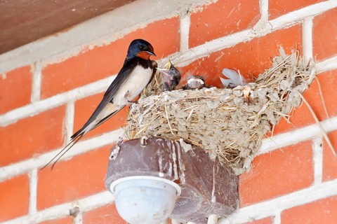 Barn Swallow (Hirundo rustica) with chicks in the nest, Schleswig-Holstein, Germany