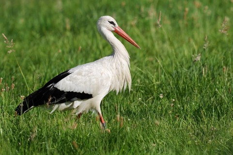 White stork (Ciconia ciconia) in a meadow, North Rhine-Westphalia, Germany
