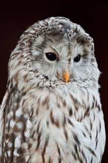 Ural owl (Strix uralensis), portrait, Bavarian Forest, Germany