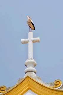 White stork (Ciconia ciconia) standing on the cross of a church, Portimao, Algarve, Portugal