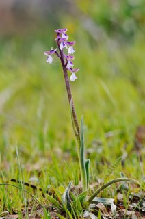 Green-winged orchid or Salep's orchid (Anacamptis morio, Orchis morio), flowering, Algarve,
