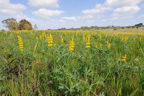 Flowering Yellow lupins (Lupinus luteus) in a meadow, Alentejo, Portugal