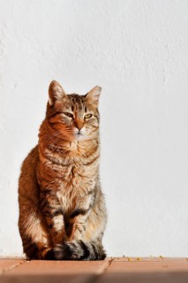 Domestic cat (Felis catus) sitting in front of a white house wall, Algarve, Portugal