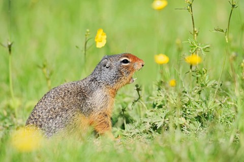 Columbia ground squirrel (Urocitellus columbianus, Spermophilus columbianus) sits calling in a