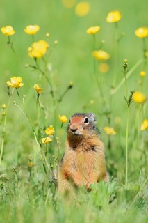 Columbia ground squirrel (Urocitellus columbianus, Spermophilus columbianus) in a flower meadow,