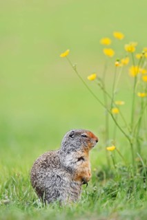 Columbia ground squirrel (Urocitellus columbianus, Spermophilus columbianus), Yoho National Park,